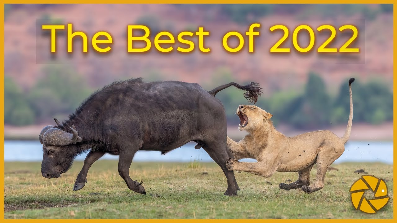 African Wildlife Highlights