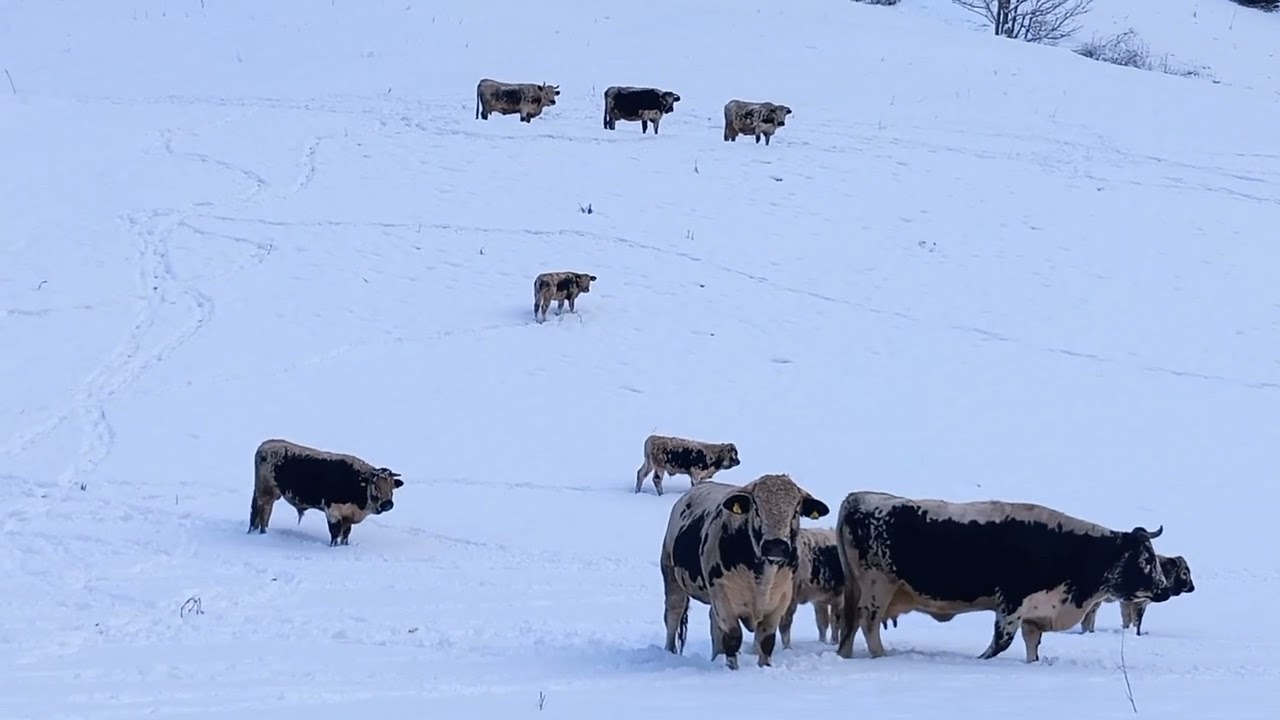 Pustertaler K&Uuml;HE im Zillertaler Winterm&auml;rchen 2025