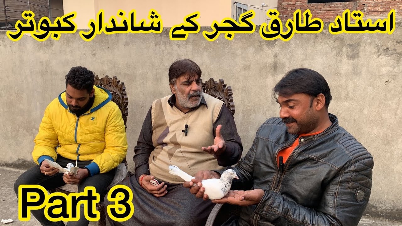 (part 3) ustad tariq gujjar ka kabootar ka shoq 🥰 || ustad ch kamran
