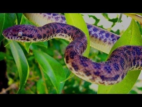 vine 한글 - 지구상에서 가장 유독 한 뱀