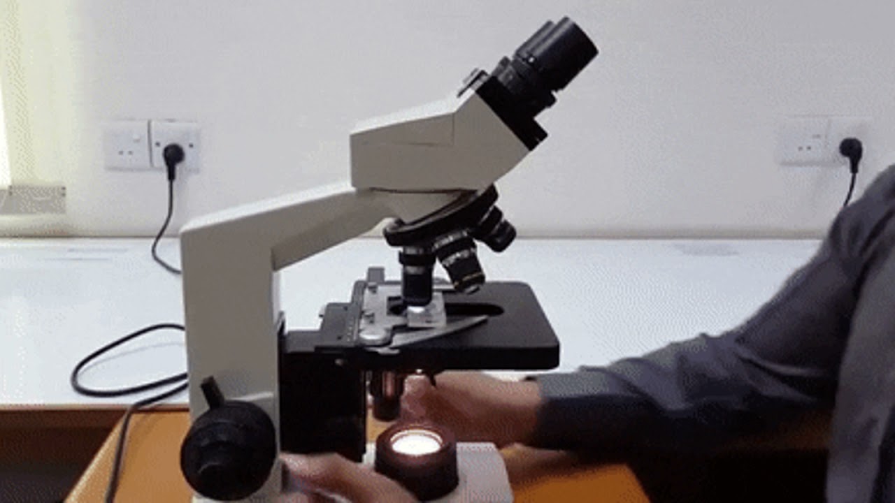 Obserwacje mikroskopowe - biologia klasa 5