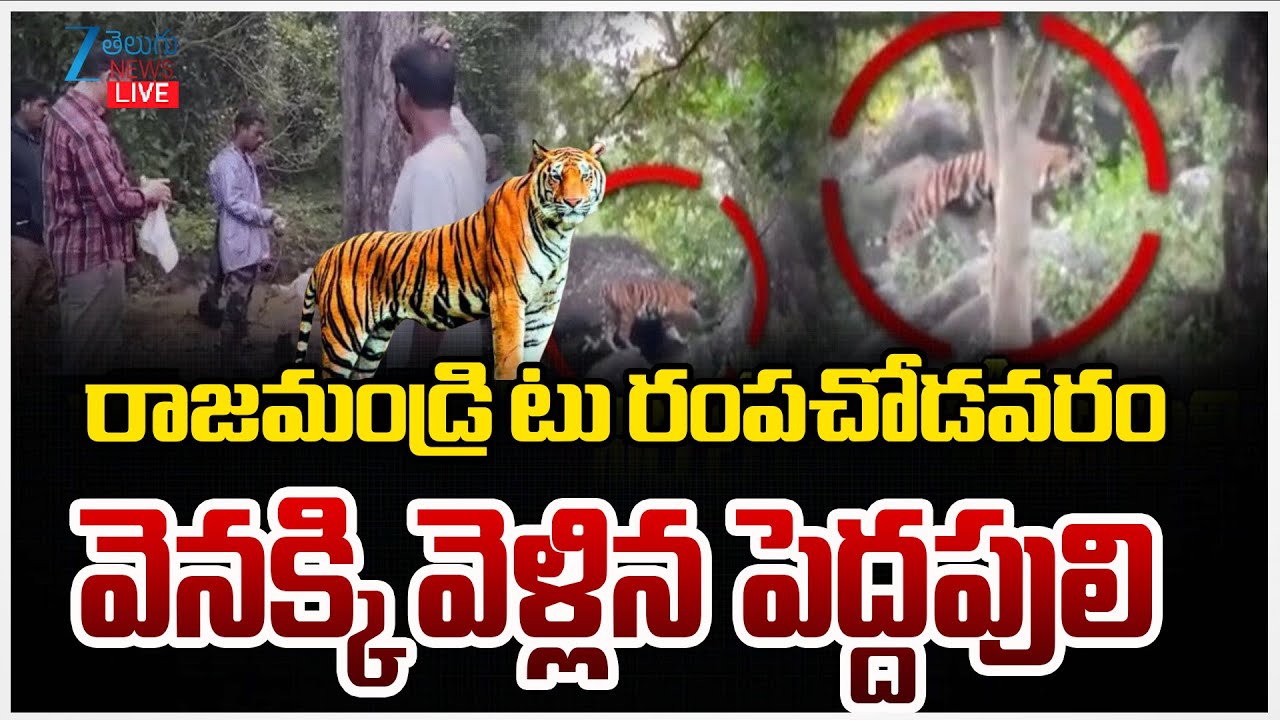 LIVE: Tiger Hulchul In East Godavari District | రాజమండ్రి టు రంపచోడవరం వెనక్కి వెళ్లిన పెద్దపులి