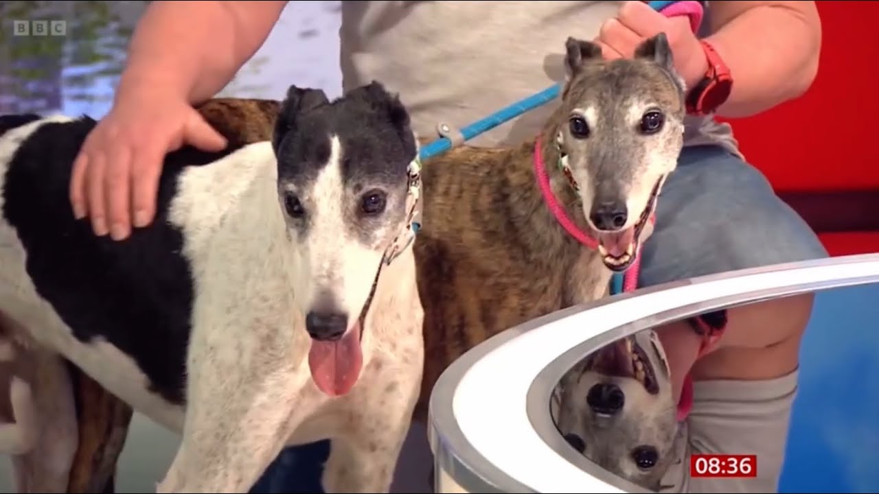 Greyhound racing to be banned in Wales | BBC Breakfast News 21.02.2025