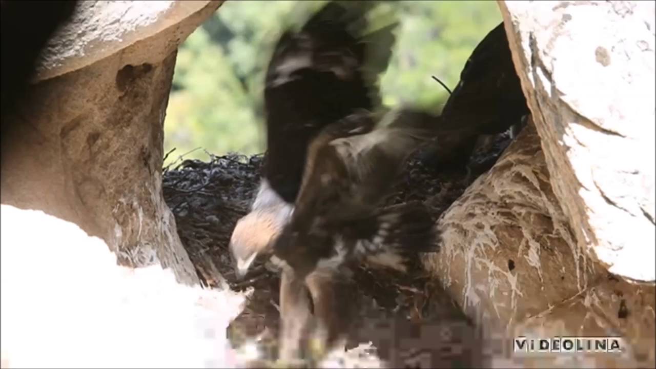 Aquila reale in Sardegna