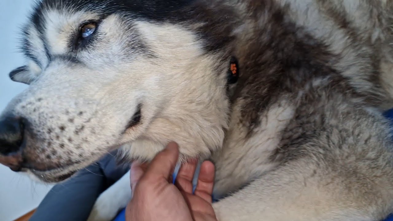 Old Husky Makes An Amazing Recovery!
