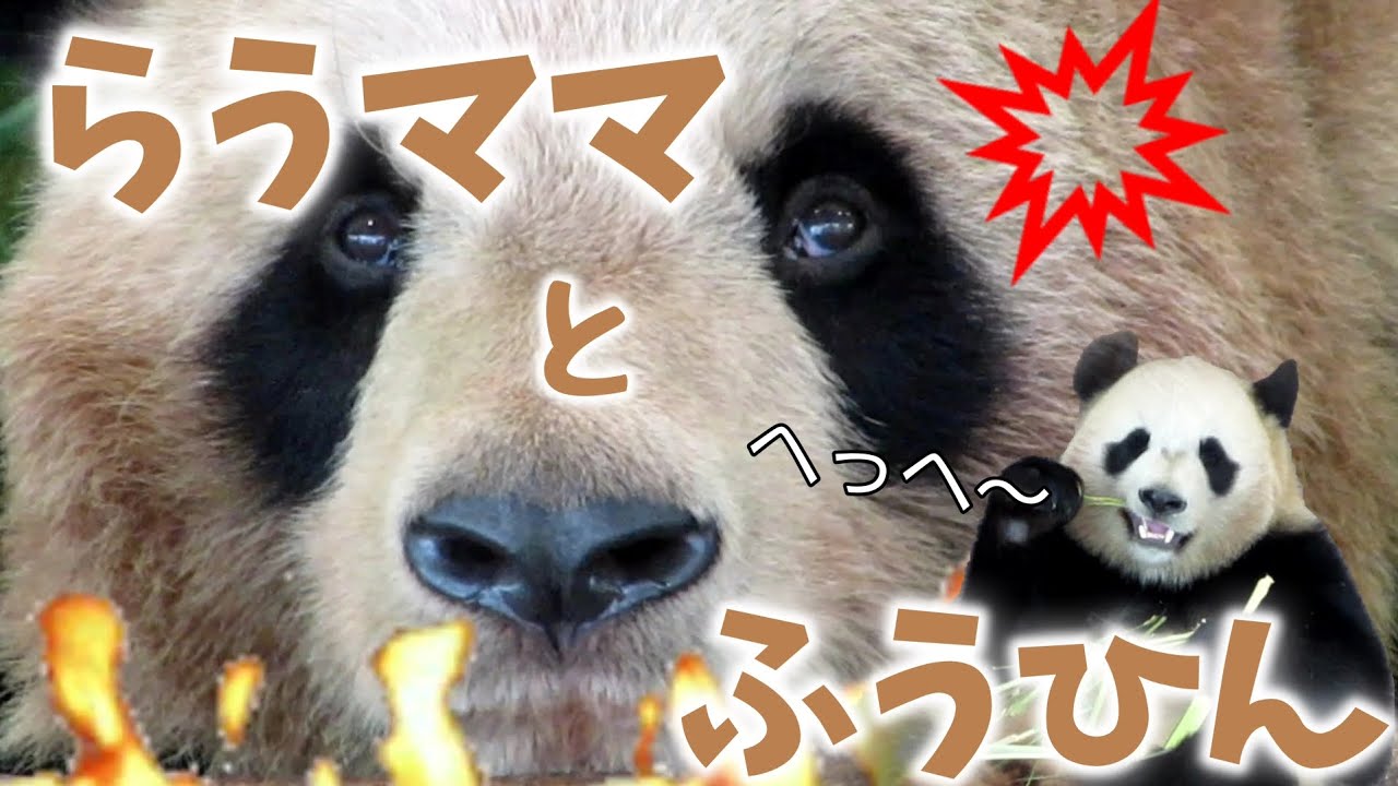 らうママとふうひん