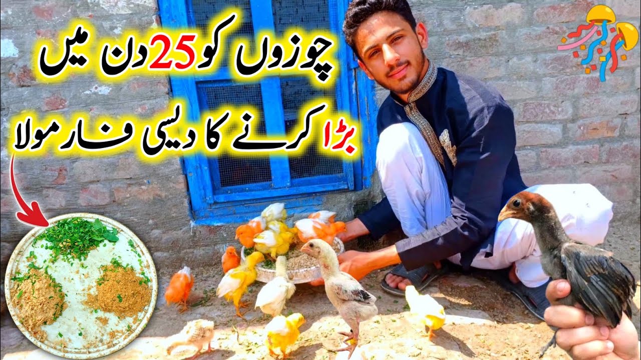 Chicks 🐤 Ko Jaldi Bada Karne Ka Tarika  | How To Increase Chick Size & Weight | Pets Vlog.