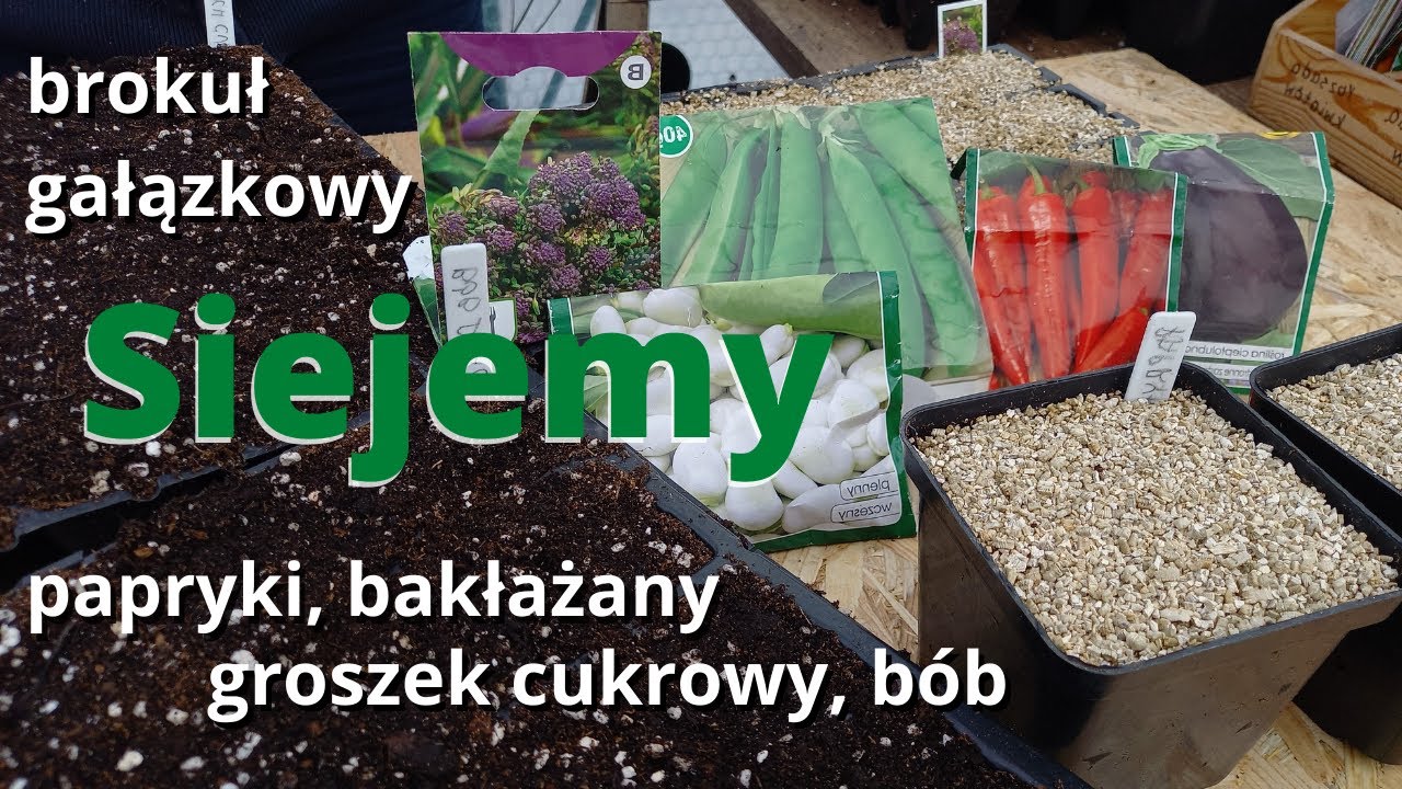 Siejemy papryki, bakłażany, groszek cukrowy, bób i brokuł gałązkowy I Naturalnie o ogrodach