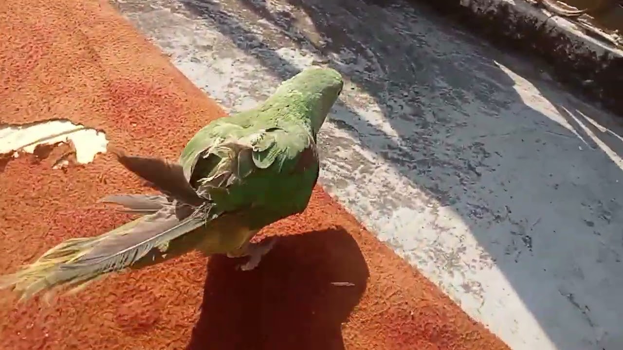 मेने अपने तोते को पिंजरे से बाहर निकाल दिया 😱#trending #viral 