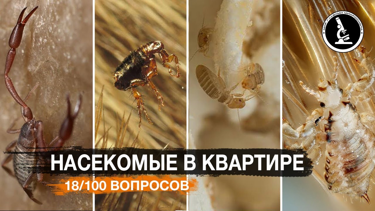 КАКИЕ НАСЕКОМЫЕ ЖИВУТ У ВАС ДОМА? ПЫЛЕВЫЕ КЛЕЩИ, КЛОПЫ, ВШИ, БЛОХИ, КНИЖНАЯ ВОШЬ...