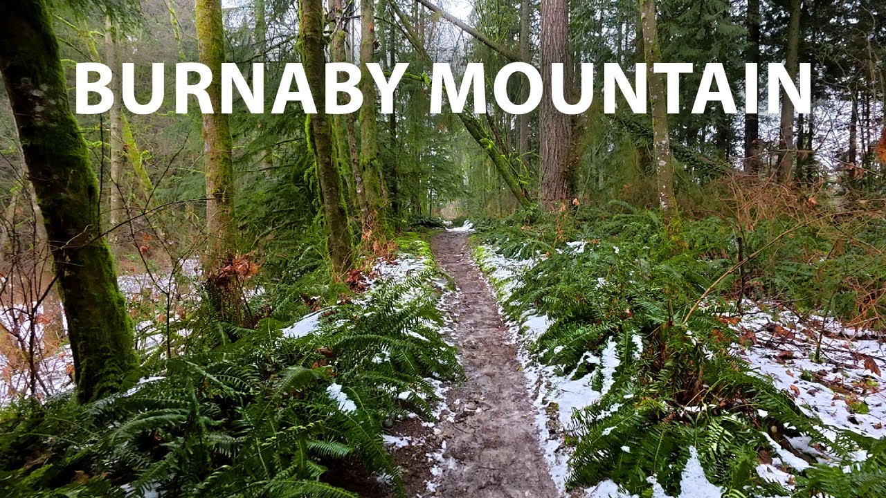 Calming Winter Hike in the Forest on Burnaby Mountain