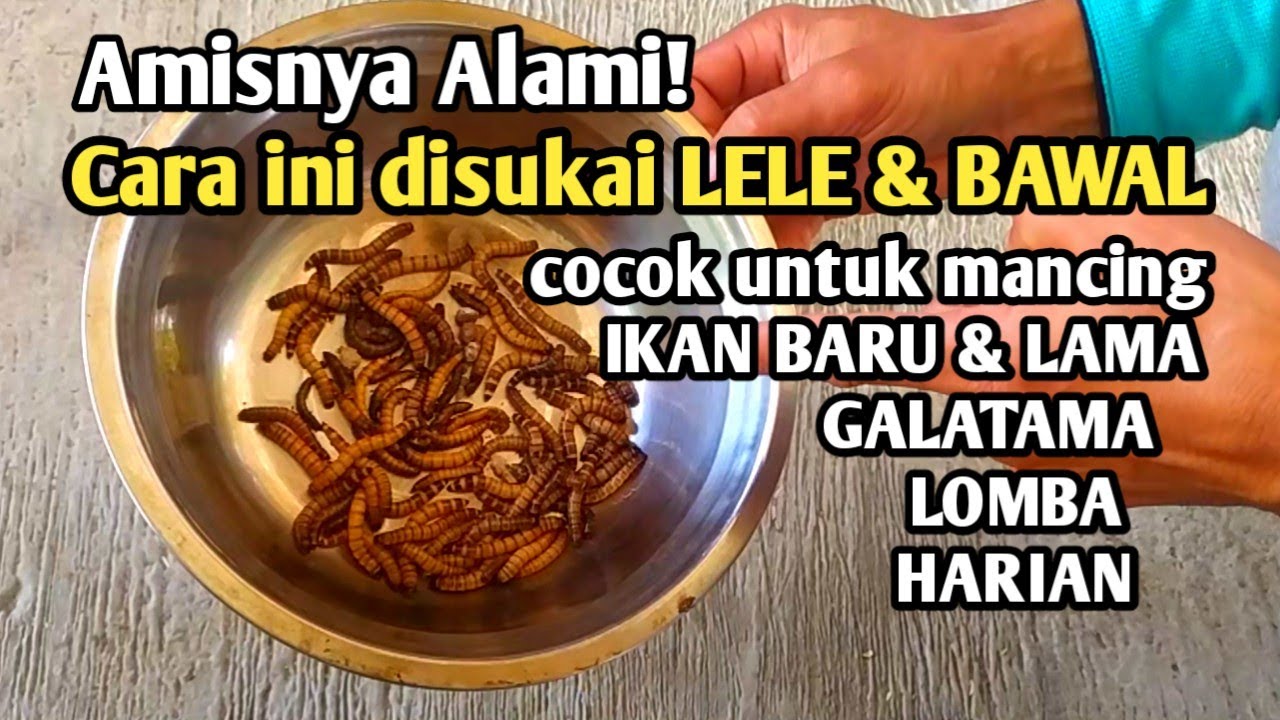 Trik Amis alami ulat jerman yang disukai ikan lele & ikan bawal. umpan ikan lele, Umpan ikan bawal