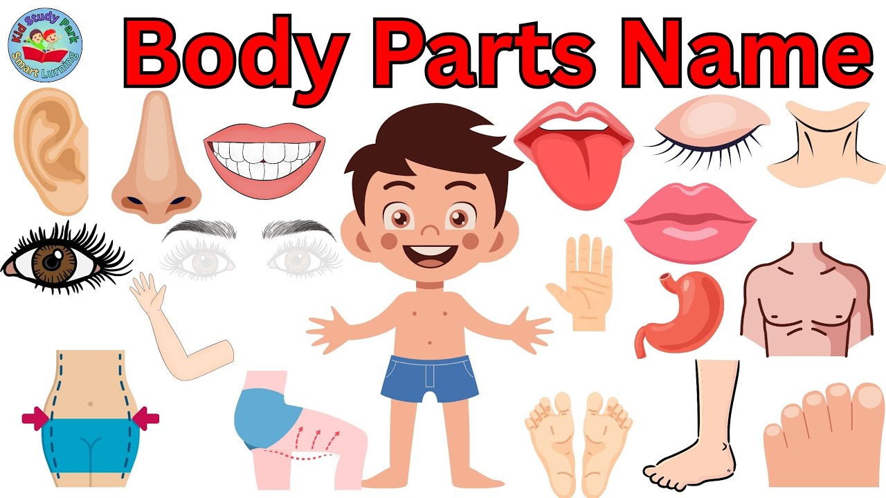 Parts of Body | Body Parts Name | Learning videos for kids | English vocabulary