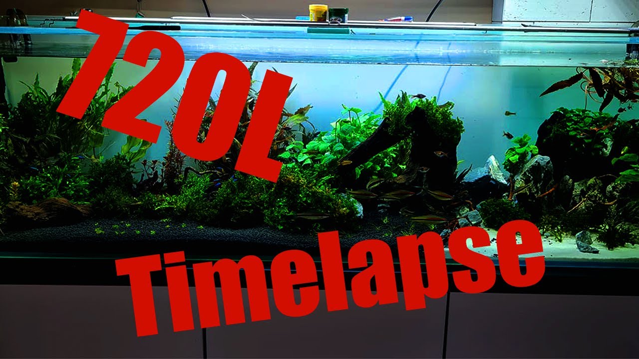 Zakładanie akwarium 720L  / Setting up an aquarium / Timelapse