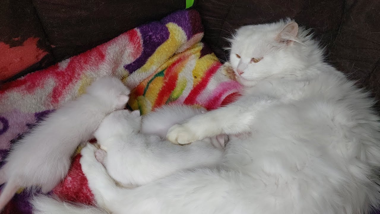 1 week old kittens not leaving mama for a second