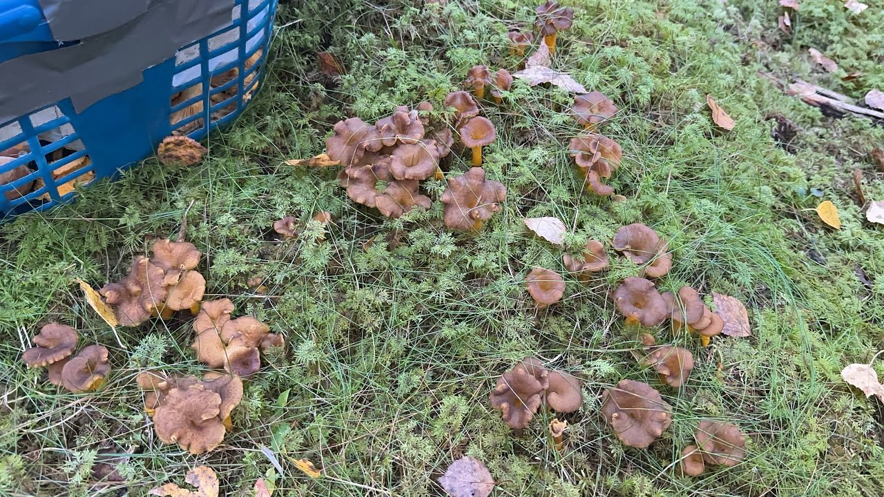 ดงเห็ดดำ เยอะจนไม่รู้จะเก็บตรงไหนก่อน (Rerun) ไฮไลท์สวยๆ Trattkantarell 🇸🇪(Cantharellus_Tubaeformis)