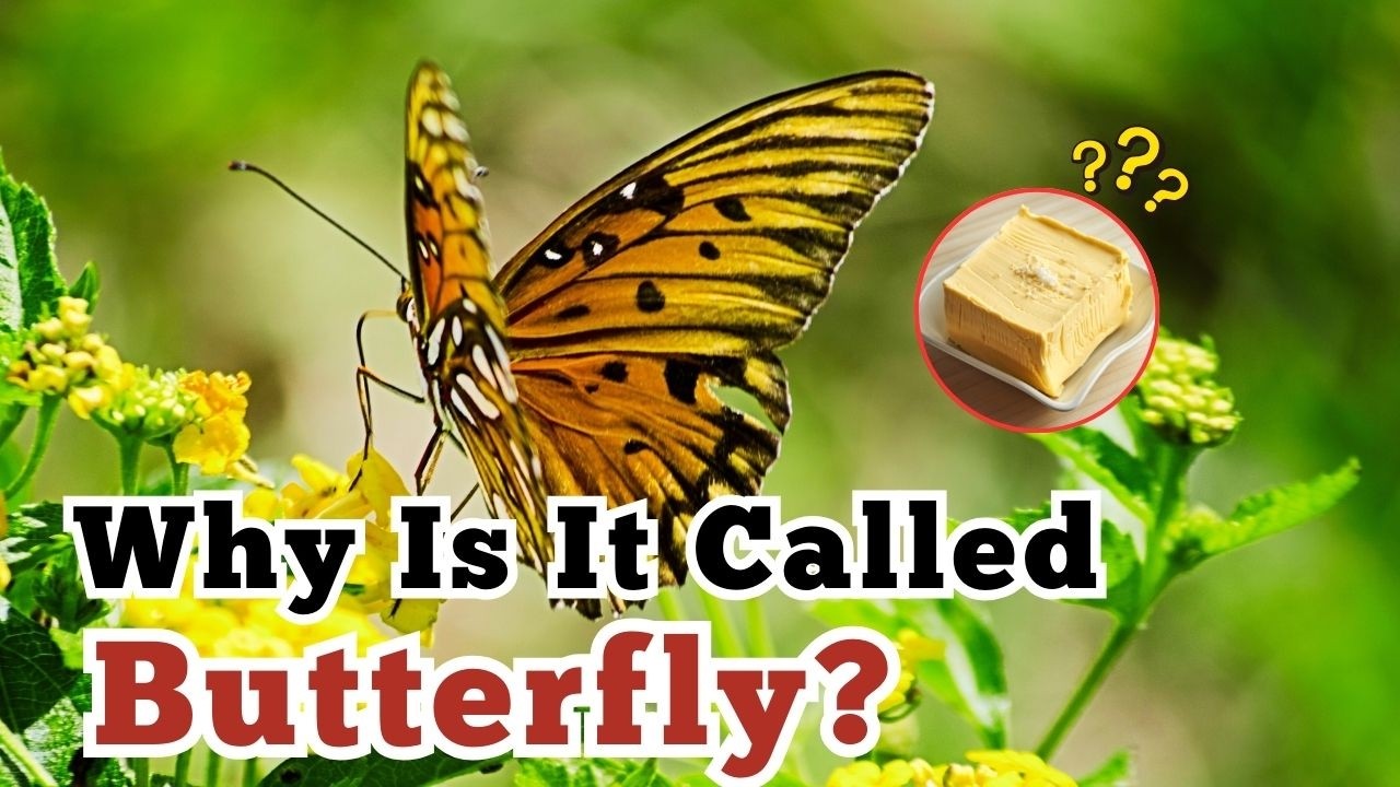 Butter + Fly?! The Strange Truth Behind “Butterfly”