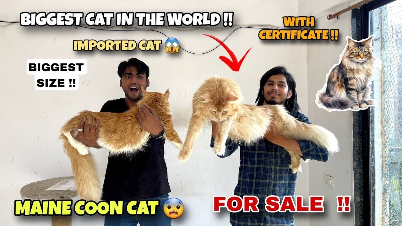 Maine Coon Cat And Kittens For Sale 🤑 | Maine Coon Cat In India | Maine Coon Cat 😱World Largest Cat