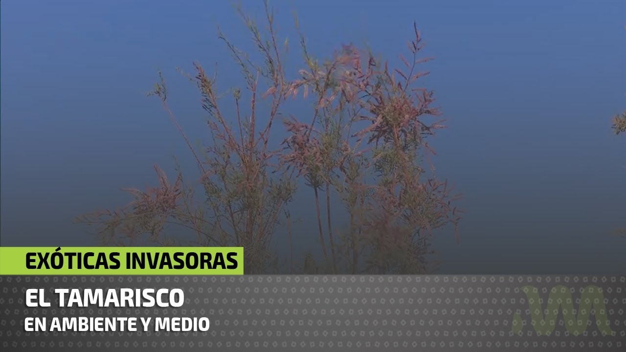 Exóticas Invasoras - Tamarisco