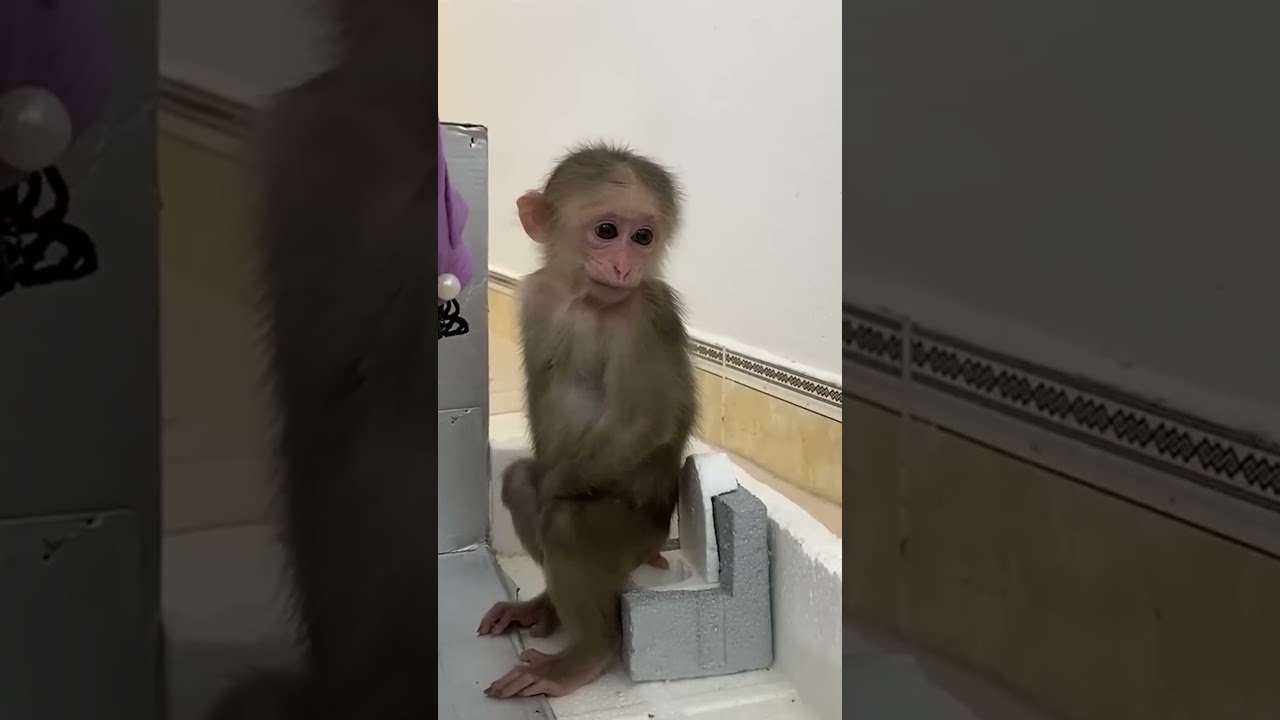 Monkey BiBi goes to WC 🚾 #animals #monkey #cute