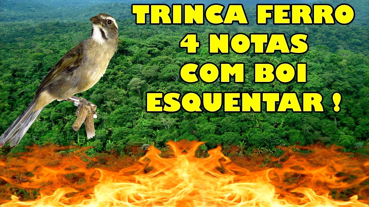 TRINCA FERRO 4 NOTAS COM BOI !