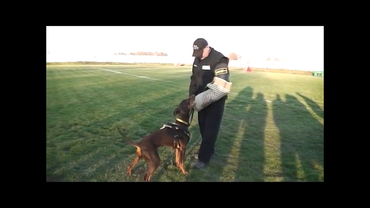 Working Dobermann Garamata with Edgar Scherkl
