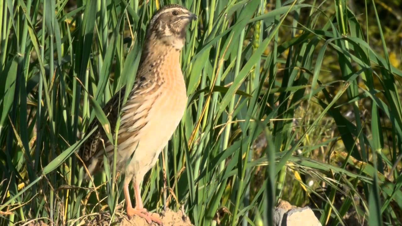 Coturnix coturnix - Codorniz com&uacute;n - Galeperra