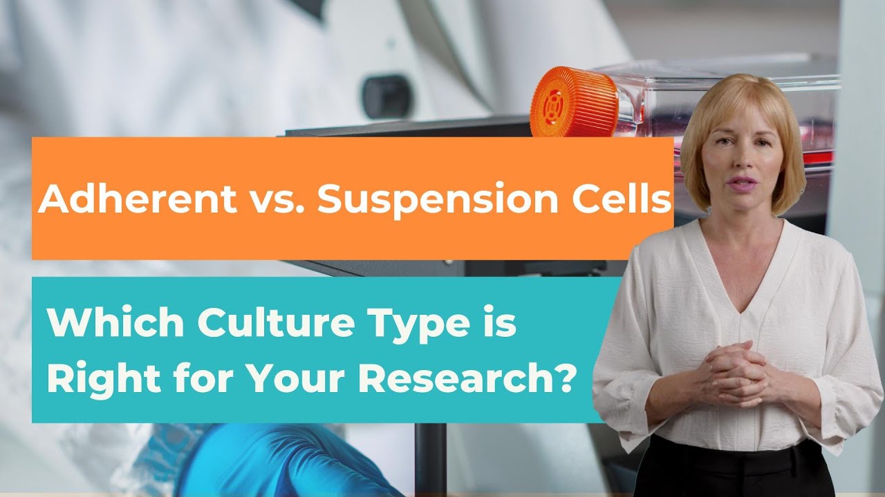 Adherent vs. Suspension Cells: Which One Should You Choose?