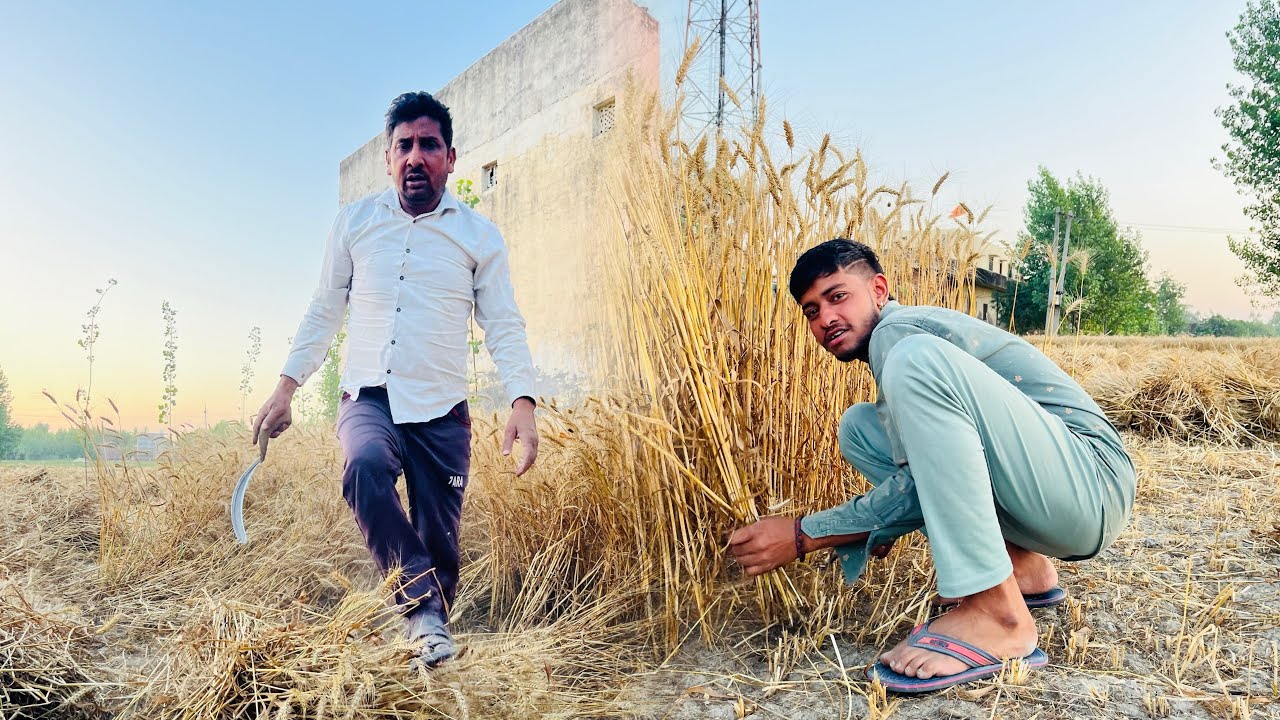 गेहूँ काट ते टाइम चाचा के सात क्लेश 😂😂