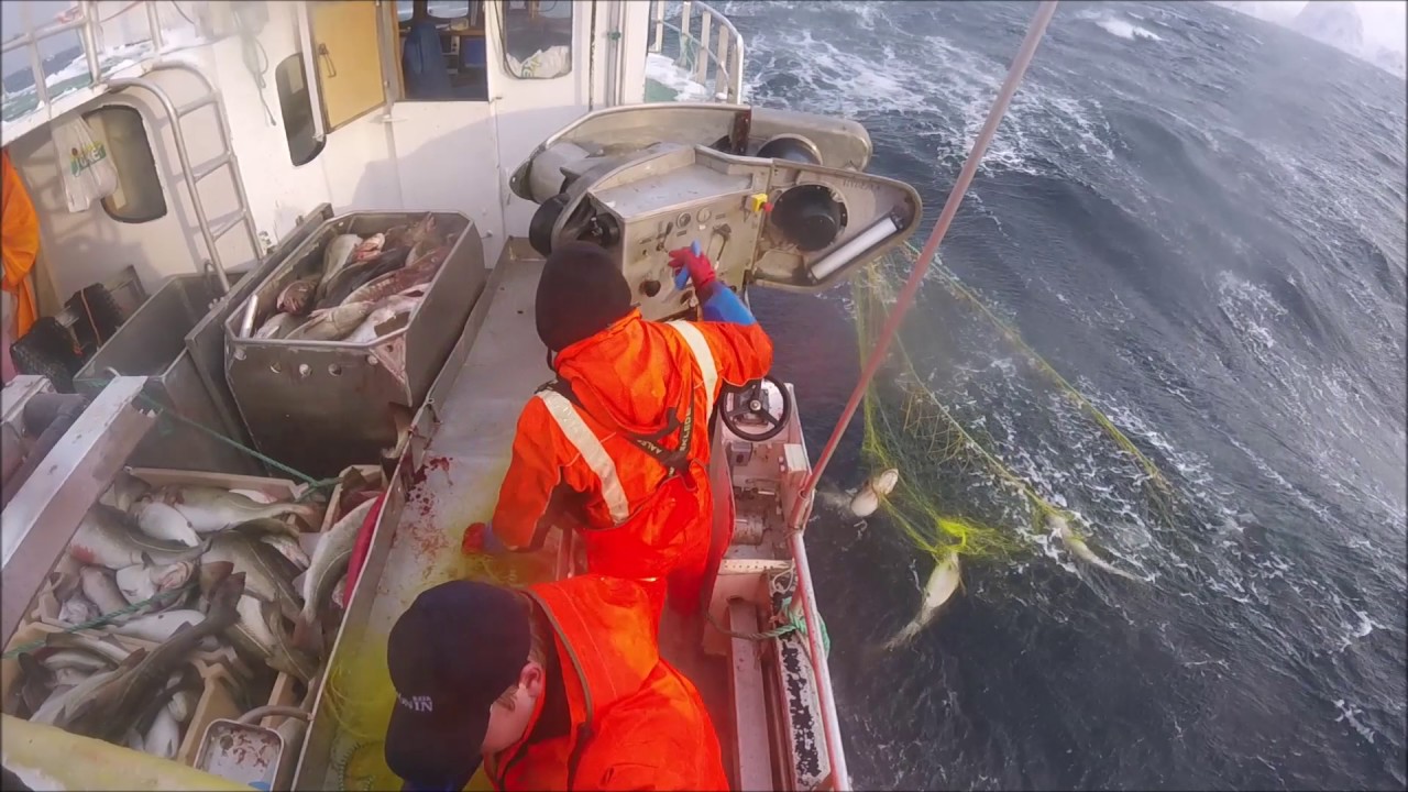 Meholm i garndraging på Henningsværstraumen  2017