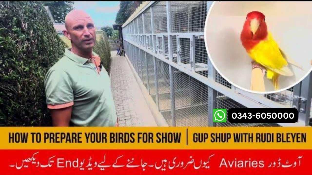Prepare Birds For The Show… Outdoor Aviaires Importance - RUDI BLEYEN BELGIUM 🇧🇪