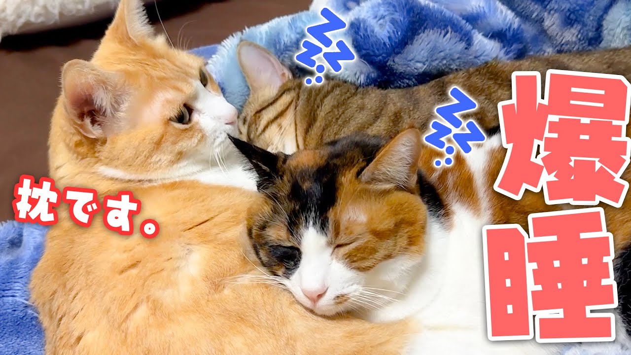 【包容力】兄と妹たちを一瞬で寝かしつけるロビンの枕としての性能が高すぎましたwww