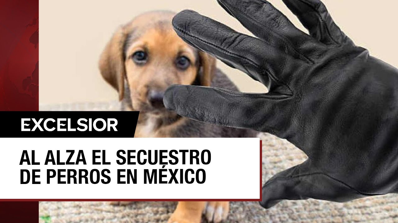 Secuestro de perros, la nueva modalidad de extorsi&oacute;n que va en aumento
