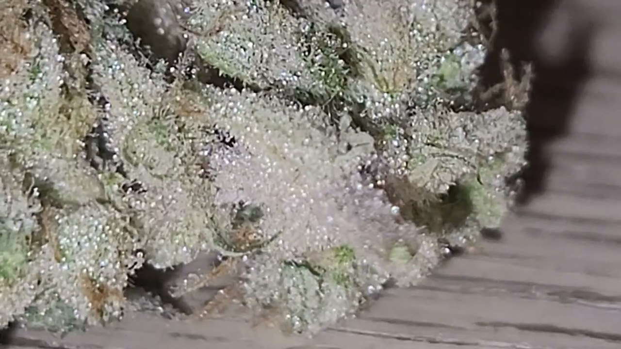 Arcata Ghost.  Trainwreck crossed to Ghost OG.  Cannaventureseeds #420 #cannabiseducation