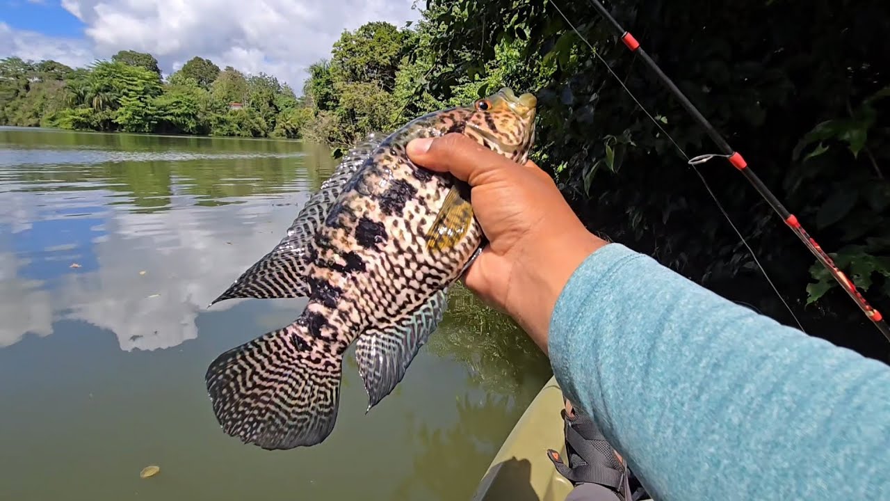 Video #24: 10 capturas pescando lago La Plata/Fishing La Plata Lake, P.R.