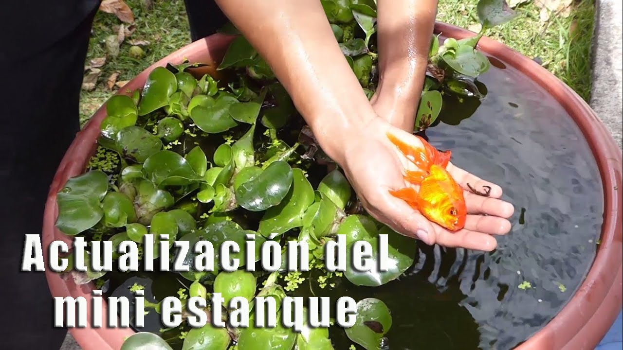Proyecto Mini Estanque #6: Actualización - Septiembre 2018