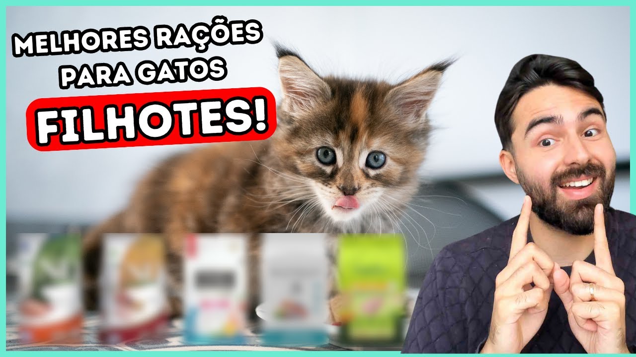 AS MELHORES RAÇÕES PARA GATOS FILHOTES (2024)