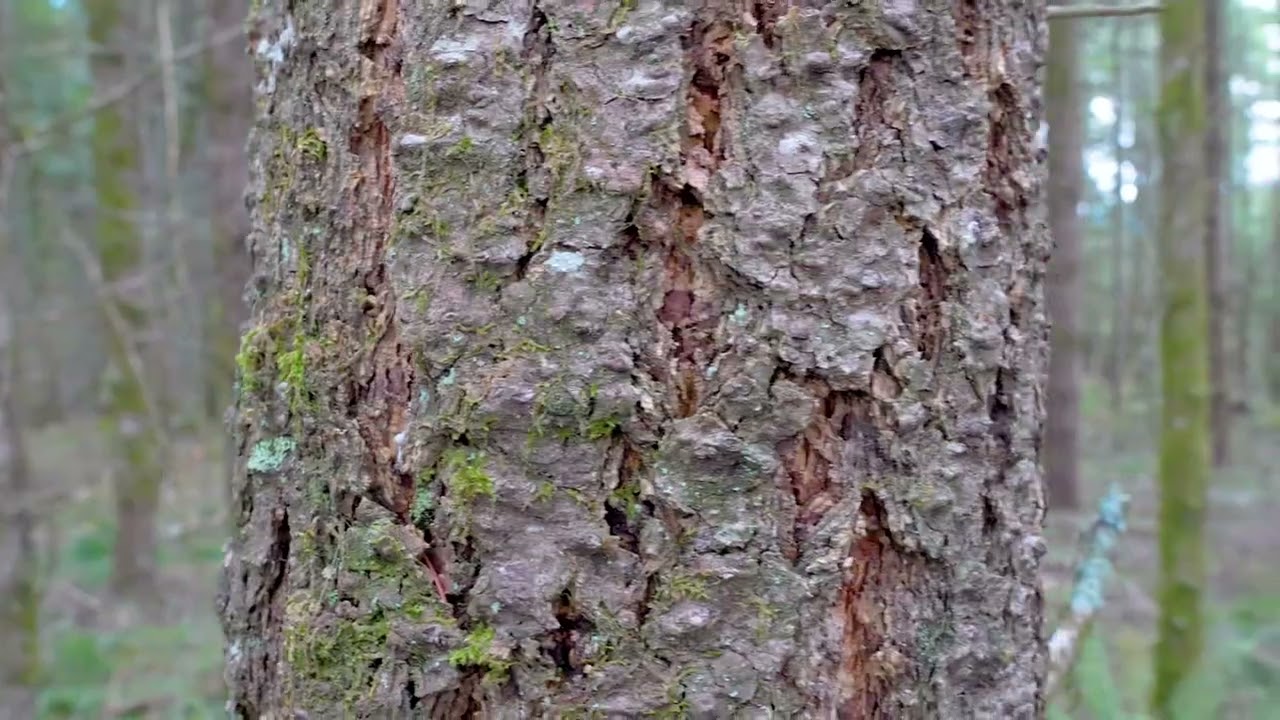 Ingram Road Forestland