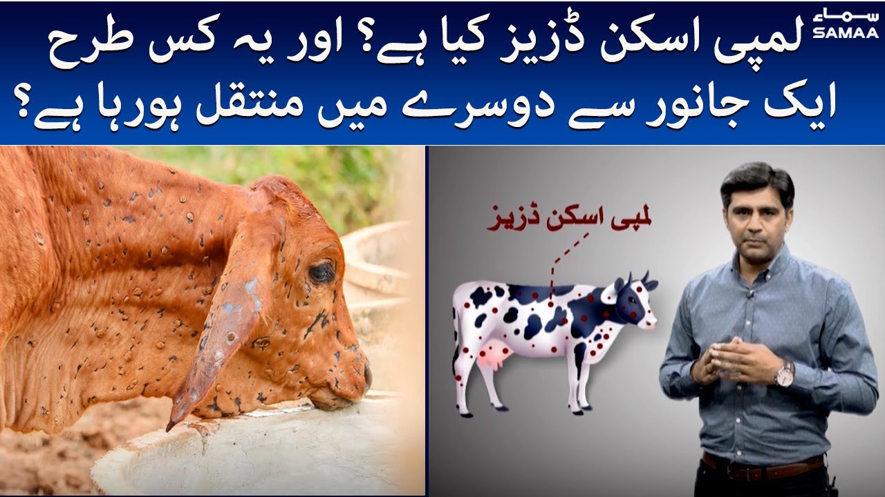 What is lumpy skin disease and how it spreads from one animal to another? - 4 March 2022