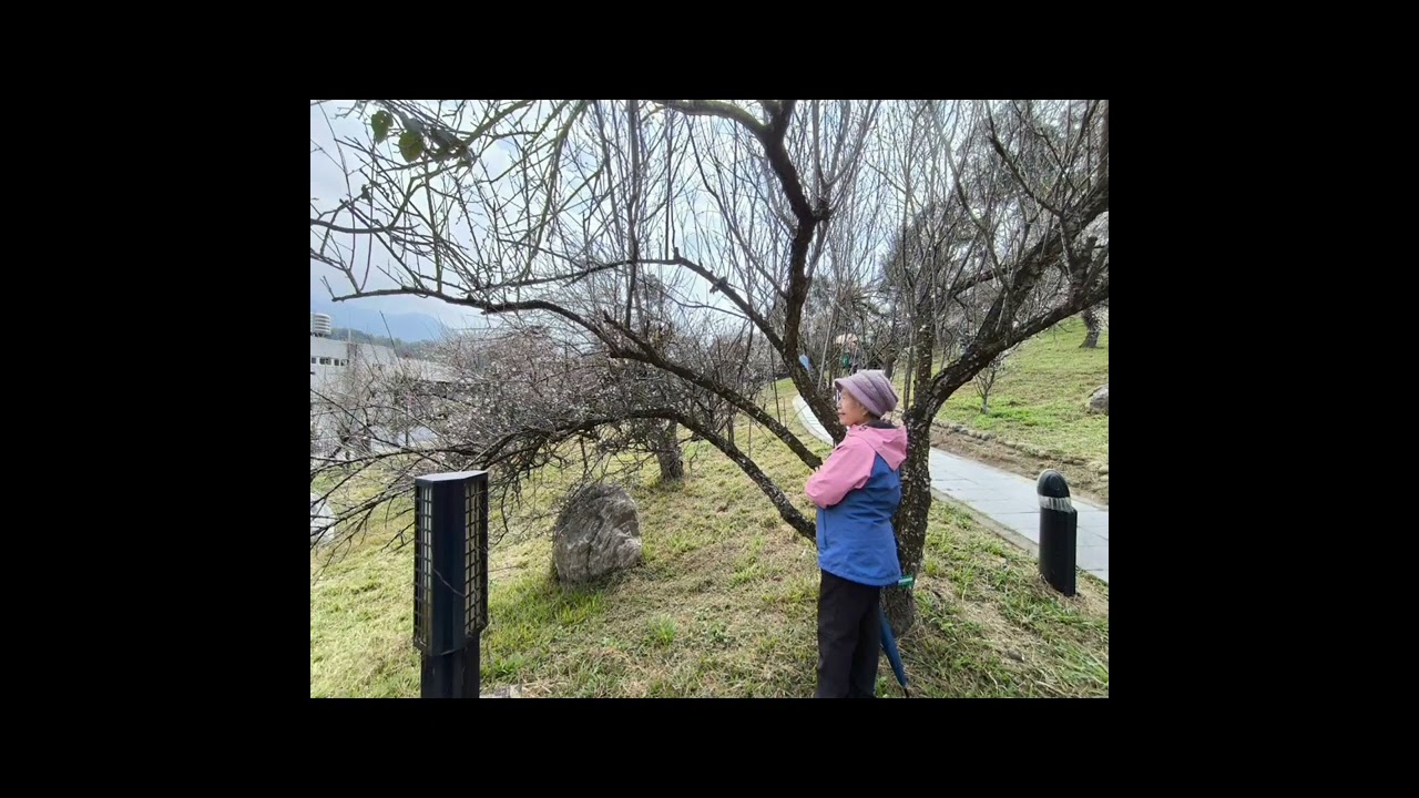 2026.01.22.嘉義梅山公園梅花盛放繁華如雪滿山寒梅飄香撲鼻