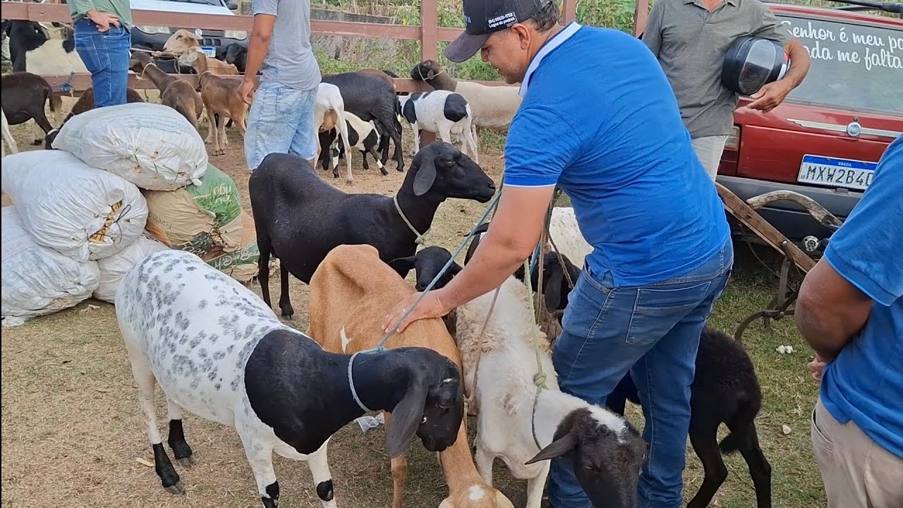 FEIRA DE ANIMAIS DE LAGOA DE PEDRAS-RN. 05.01.2026