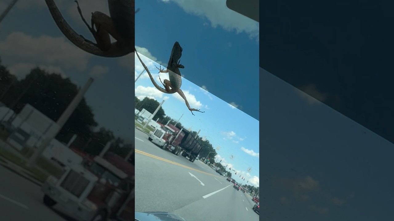 Lizard Car Ride##ride #lizard #nature #truck #rider #shorts