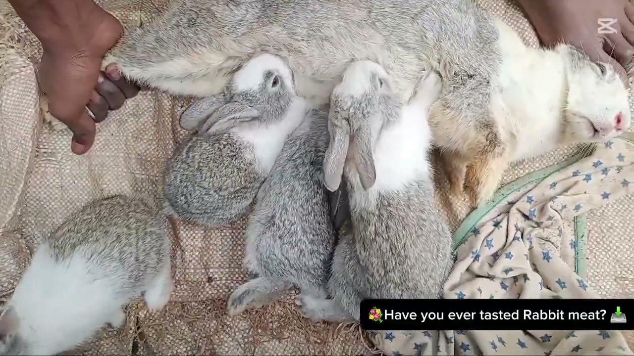 Rabbits are beautiful creatures that need extra care from a  litter stage to rabbits.
