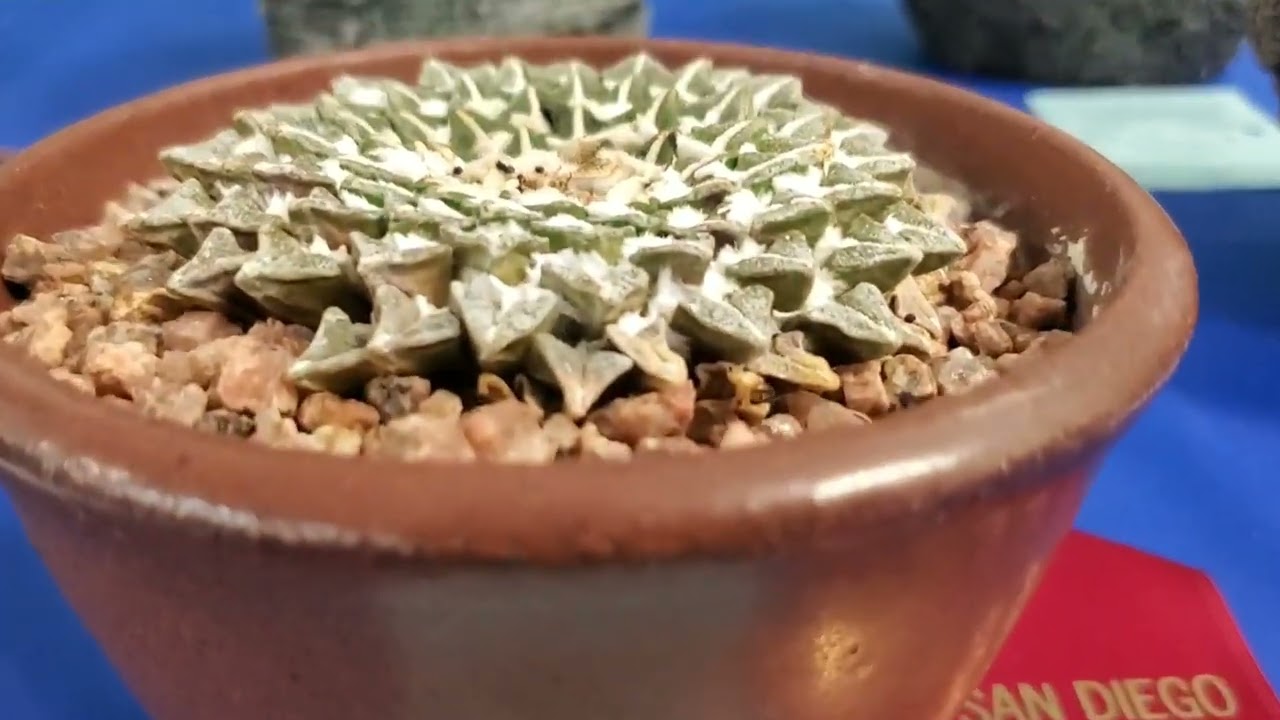 San Diego Cactus and Succulent Society 2025 Summer Show: SDCSS 2025 Part 2