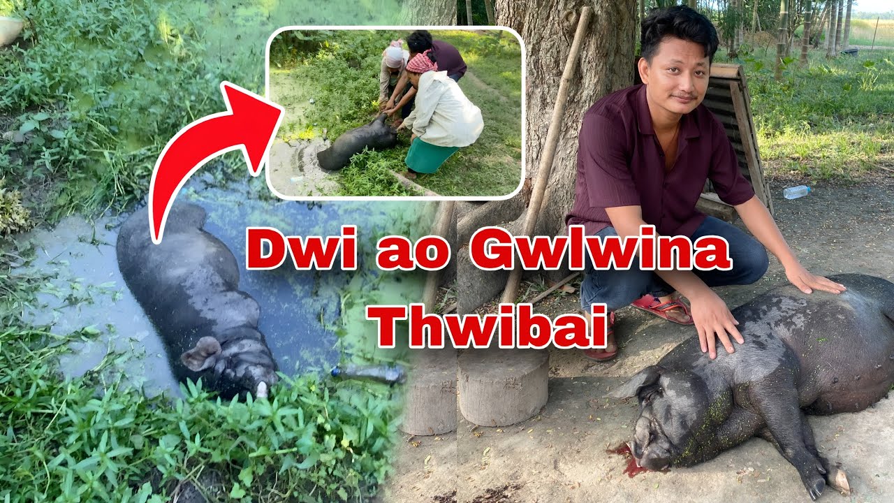 Oma Bima aa Dwiyao gwlwina Thwibaisw 🥲 loss lo loss