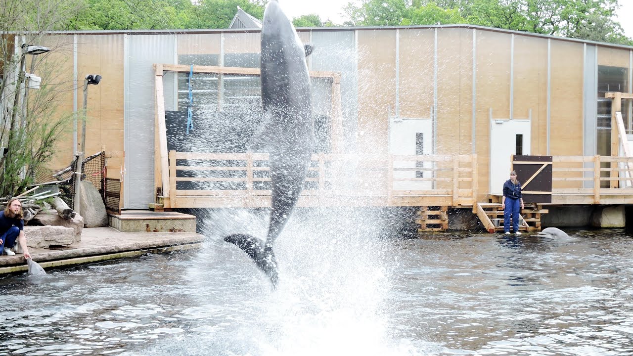 Delfin Show Tiergarten Nürnberg | Dolphin Show in Germany