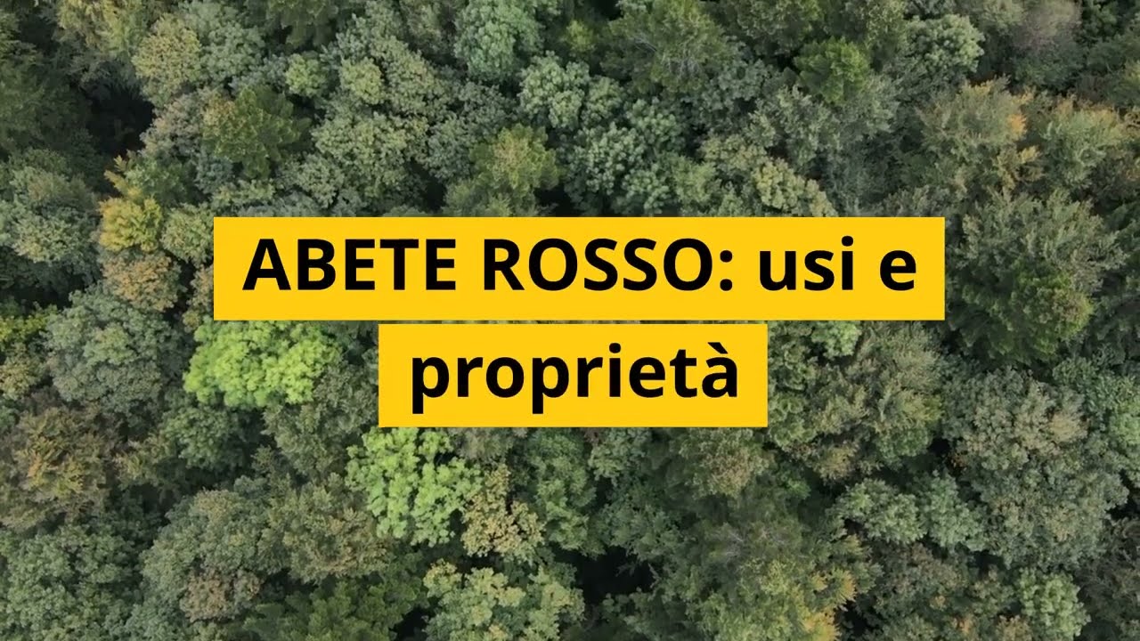 L'ABETE  ROSSO - usi e proprietà di questa pianta