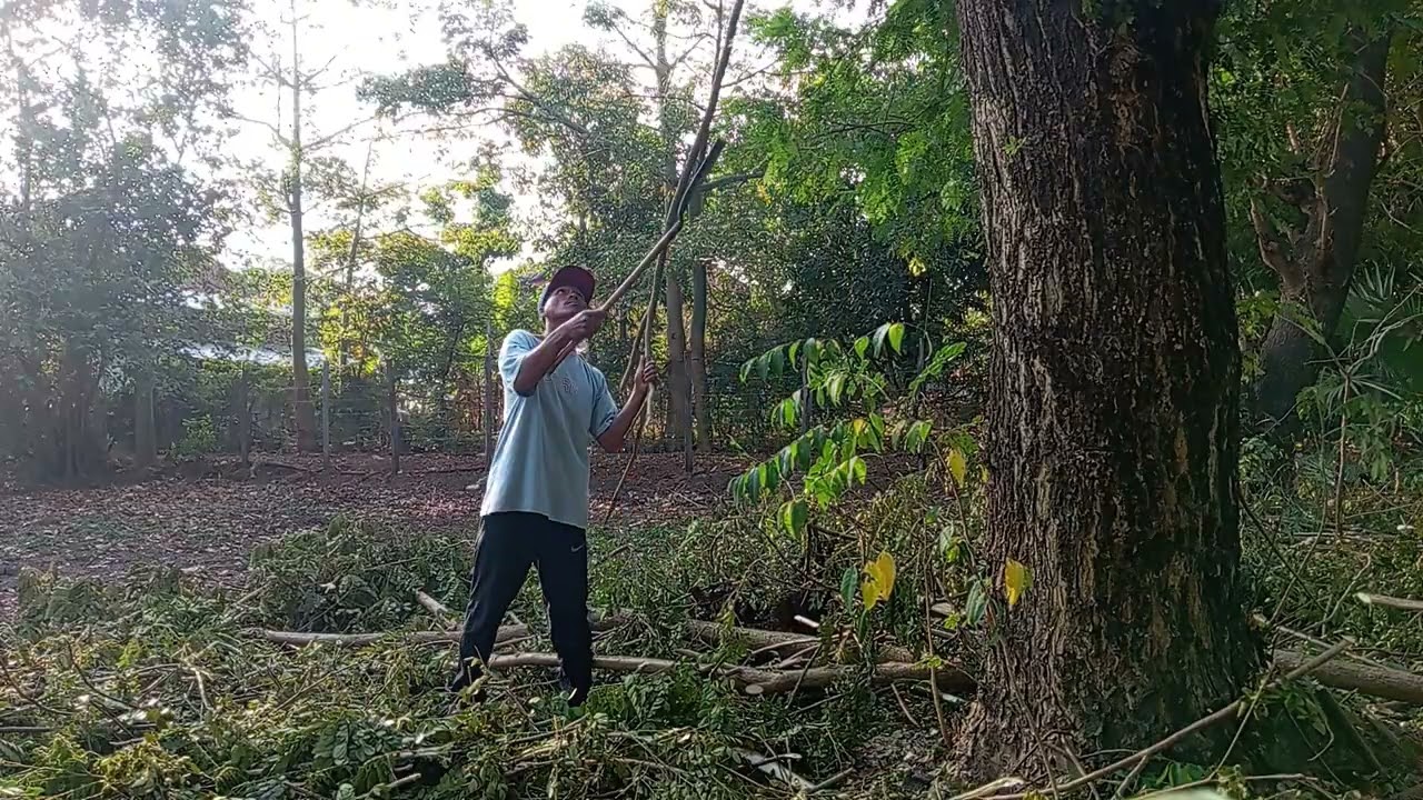 កាប់មែកអំពិលបារាំងធ្វេីអុស