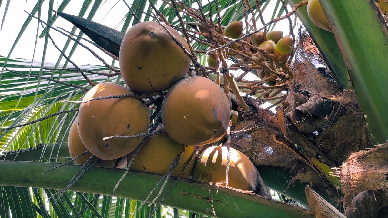 Một buổi sáng trong khu vườn miền Tây – Nghe tiếng gió, nhìn dừa trĩu cành