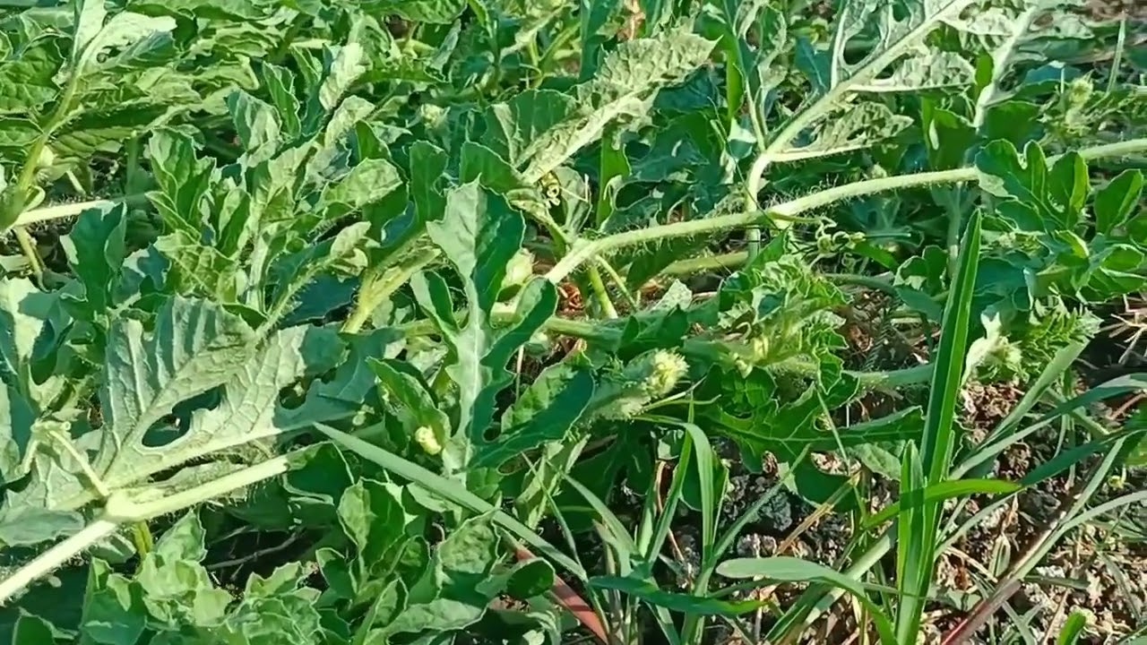 Aplikasi Penyemprotan Ke-8 di Usia 40HST Semangka Tumpang Sari Tomat & Cabe